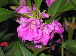 Image result for Impatiens balsamina
