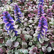 Image result for Ajuga reptans
