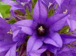 Attēlu rezultāti vaicājumam “Campanula glomerata bud”