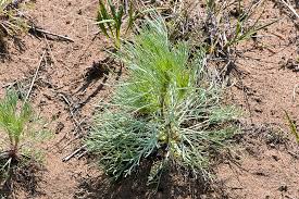Image result for Artemisia caudata