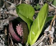 Attēlu rezultāti vaicājumam “Serpoleskea subtilis”