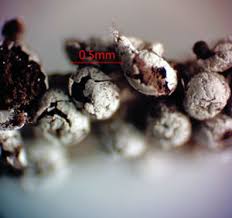 Attēlu rezultāti vaicājumam “Lycogala fuscoolearium macro”