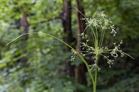 Attēlu rezultāti vaicājumam “Scirpus sylvaticus flower”