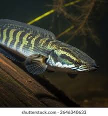 Image result for Channa argus