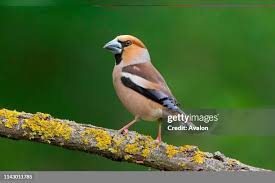 Attēlu rezultāti vaicājumam “Coccothraustes coccothraustes adult”