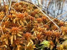 Attēlu rezultāti vaicājumam “Sphagnum balticum”