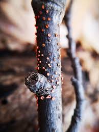 Attēlu rezultāti vaicājumam “Nectria cinnabarina”