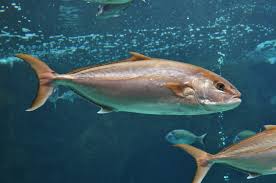 Image result for Seriola dumerili