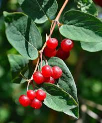 Attēlu rezultāti vaicājumam “Lonicera tatarica fruit”