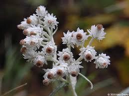 Attēlu rezultāti vaicājumam “Anaphalis margaritacea flower”