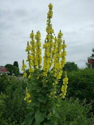 Attēlu rezultāti vaicājumam “Verbascum densiflorum leaf”