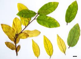 Attēlu rezultāti vaicājumam “Linaria loeselii leaf”