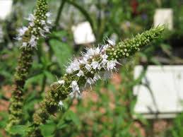 Attēlu rezultāti vaicājumam “Mentha longifolia flower”