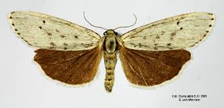 Attēlu rezultāti vaicājumam “Coscinia cribraria”