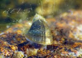 Attēlu rezultāti vaicājumam “Ancylus fluviatilis”