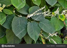 Attēlu rezultāti vaicājumam “Reynoutria sachalinensis leaf”