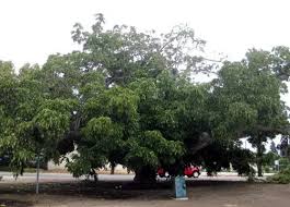Attēlu rezultāti vaicājumam “Juglans x sinensis fruit”