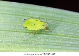 Attēlu rezultāti vaicājumam “Adelges laricis nymph”