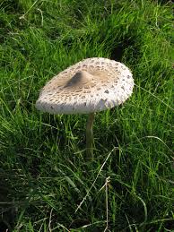 Attēlu rezultāti vaicājumam “Dicranella staphylina macro”