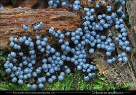 Attēlu rezultāti vaicājumam “Cribraria argillacea spores”