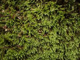 Attēlu rezultāti vaicājumam “Brachythecium rivulare”