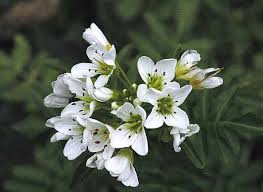 Attēlu rezultāti vaicājumam “Cardamine amara”