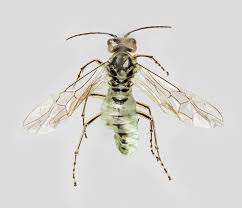 Attēlu rezultāti vaicājumam “Rhogogaster picta”