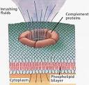 lymph and immunity