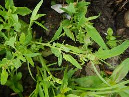 Attēlu rezultāti vaicājumam “Atriplex patula fruit”