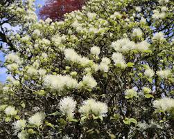 Attēlu rezultāti vaicājumam “Fothergilla major”