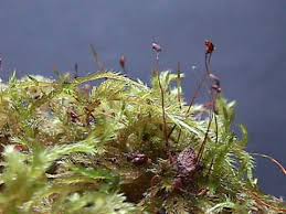 Attēlu rezultāti vaicājumam “Homalothecium sericeum”