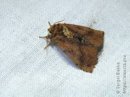 Attēlu rezultāti vaicājumam “Semioscopis avellanella imago”