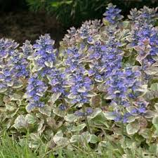 Attēlu rezultāti vaicājumam “Ajuga reptans flower”