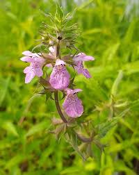 Attēlu rezultāti vaicājumam “Stachys palustris bud”