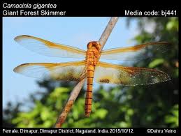 Attēlu rezultāti vaicājumam “Langermania gigantea”