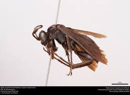 Attēlu rezultāti vaicājumam “Pompilidae”