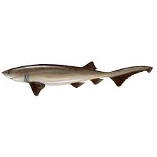 Image result for Hexanchus griseus