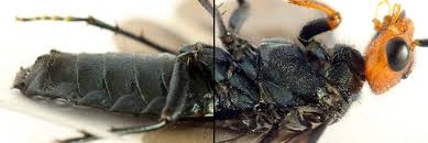 Attēlu rezultāti vaicājumam “Acantholyda erythrocephala”