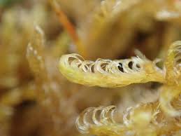 Attēlu rezultāti vaicājumam “Sanionia uncinata”