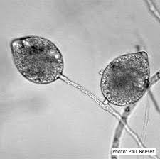 Attēlu rezultāti vaicājumam “Campylophyllum calcareum sporophyte”