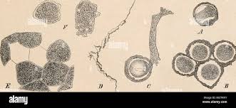 Attēlu rezultāti vaicājumam “Diderma chondrioderma sessile”