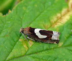 Attēlu rezultāti vaicājumam “Epiblema foenella”