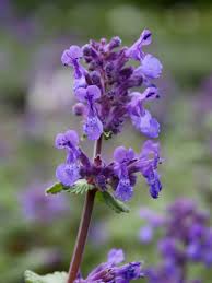 Image result for Katzenminze