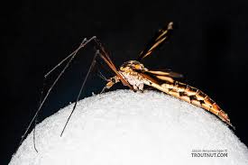 Attēlu rezultāti vaicājumam “Tipulidae”