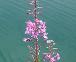 Attēlu rezultāti vaicājumam “Chenopodium acerifolium flower”