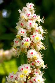 Attēlu rezultāti vaicājumam “Aesculus hippocastanum flower”
