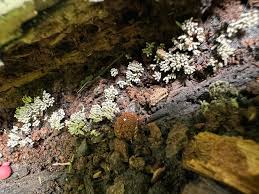 Attēlu rezultāti vaicājumam “Lycogala persicum spores”