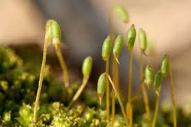 Attēlu rezultāti vaicājumam “Plagiomnium”