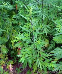 Attēlu rezultāti vaicājumam “Artemisia vulgaris”