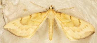 Attēlu rezultāti vaicājumam “Eulithis pyraliata”